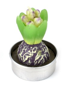 Svíčka hyacint, 6 cm