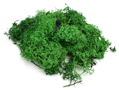 Mech islandský, trávově zelená, 20 g