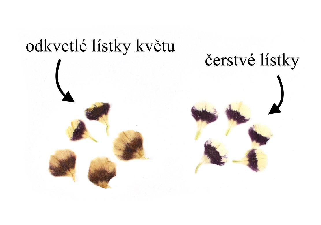 Sběr rostlin vhodných na lisování - tipy